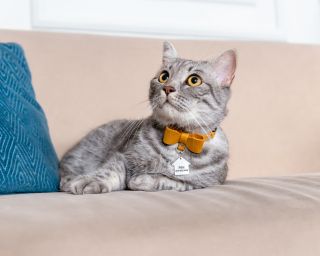 Breakaway Cat Collar