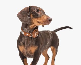 Leather AirTag Compatible Dog Collar