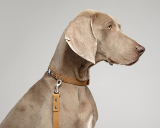 Leather Dog Leash