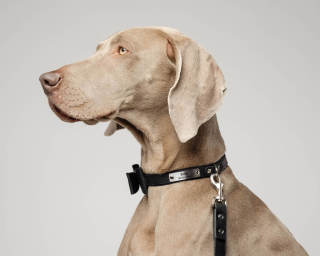 Leather Dog Leash