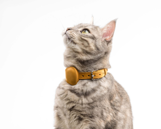 Нашийник Для Котів Під AirTag