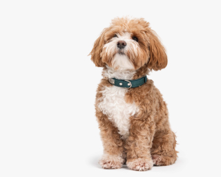 Leather Dog Collar