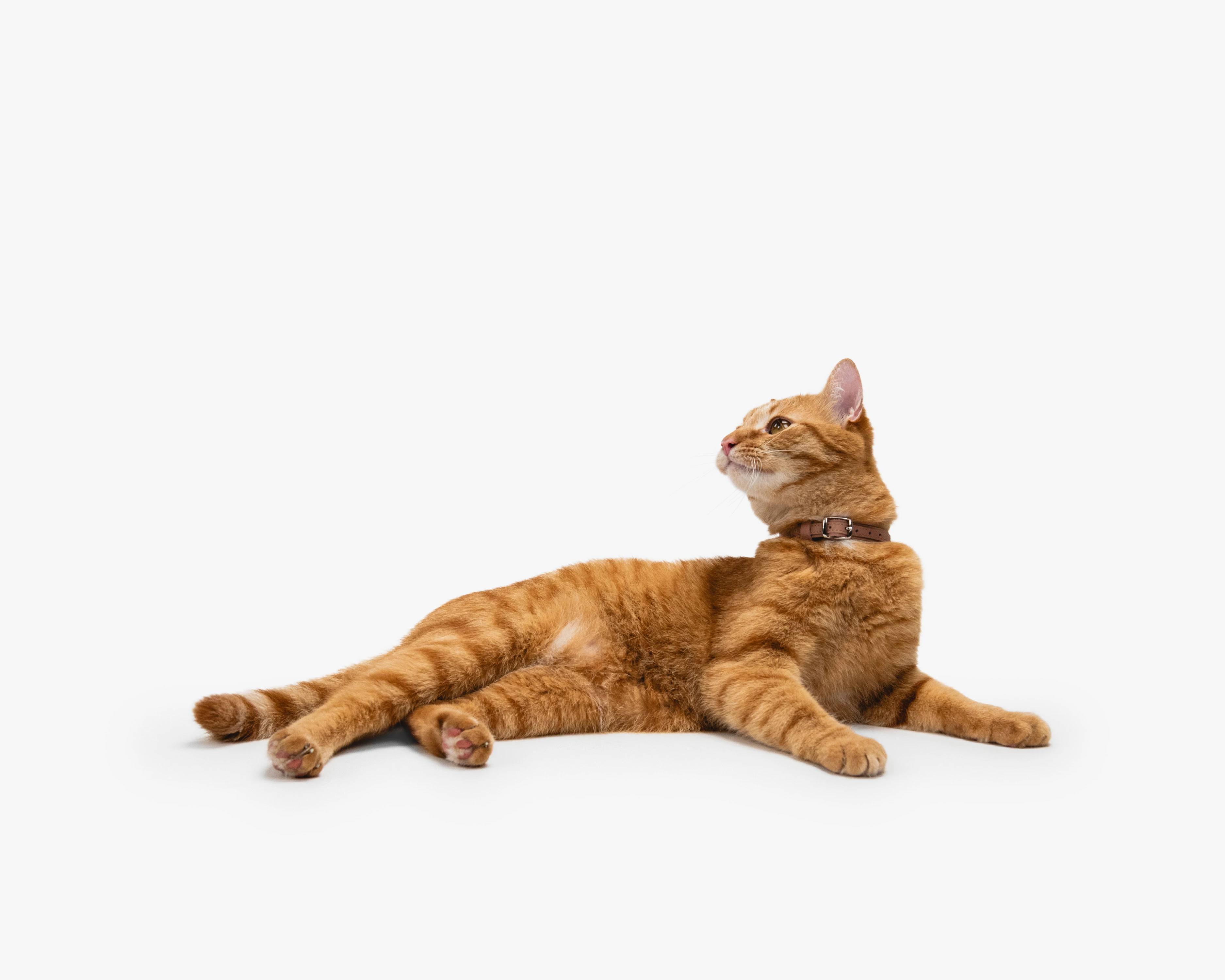 котячий нашийник