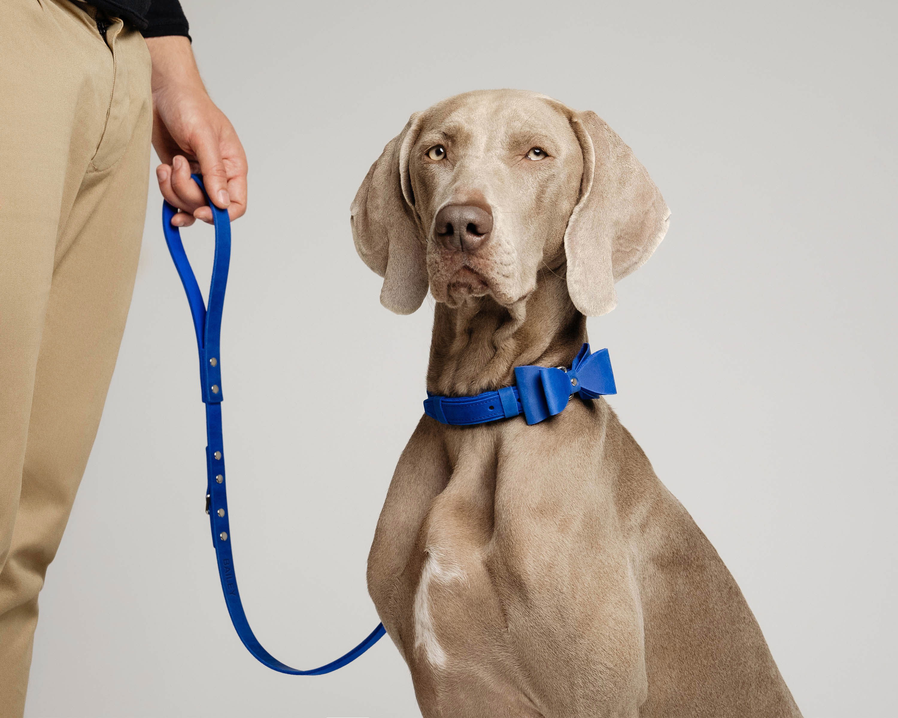 dog collar bow tie