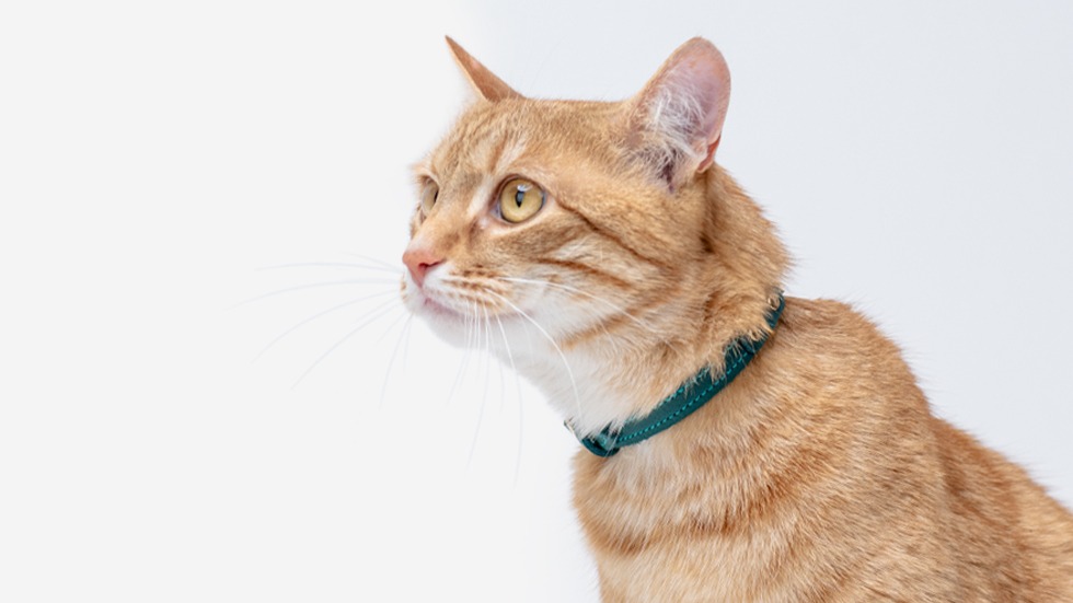 шкіряний нашийник для котів