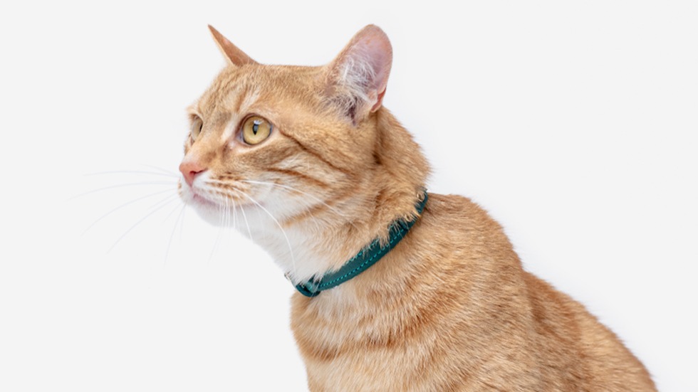 шкіряний нашийник для котів